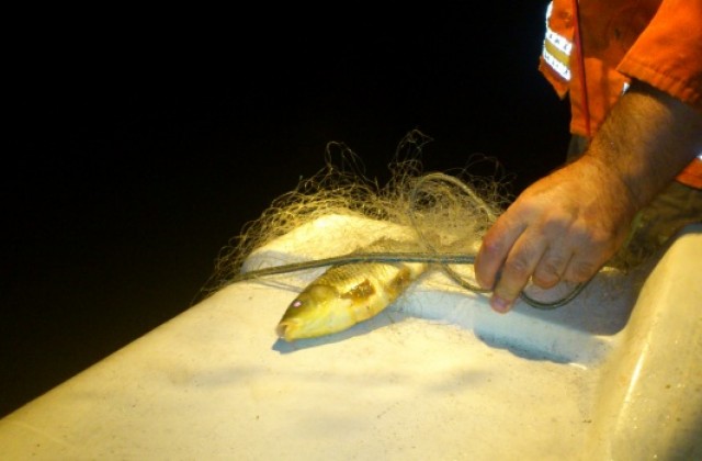 Инспектори от ИАРА извадиха бракониерски мрежи от водите на яз. Тича
