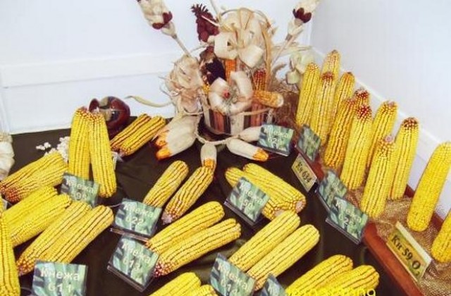 Институтът по царевицата в Кнежа отбелязва 90-годишен юбилей