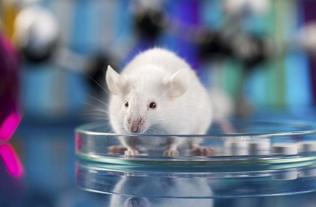 Мишки не проговориха, но поумняха благодарение на човешки ген