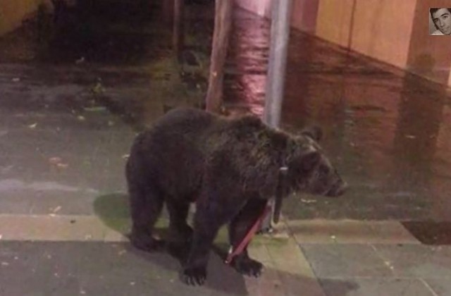 Испанец върза мечката си за стълб, докато изпие едно в бара