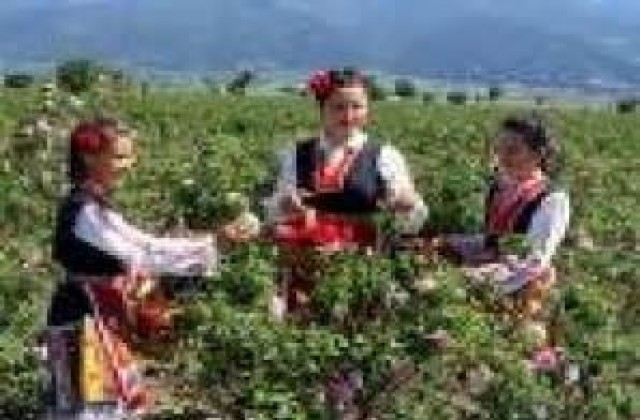 Българското розово масло влезе в защитения списък на ЕК