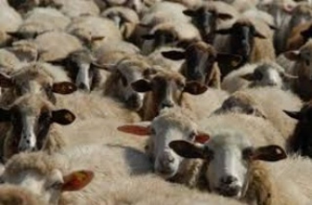Намаляват болните от син език животни в Пазарджишко