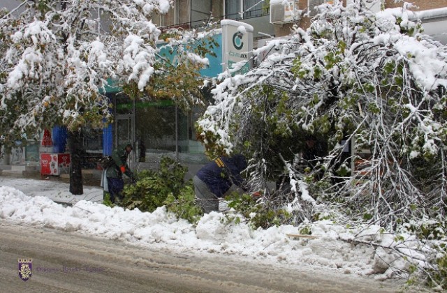 Снегът повали множество дървета, населени места останаха без ток