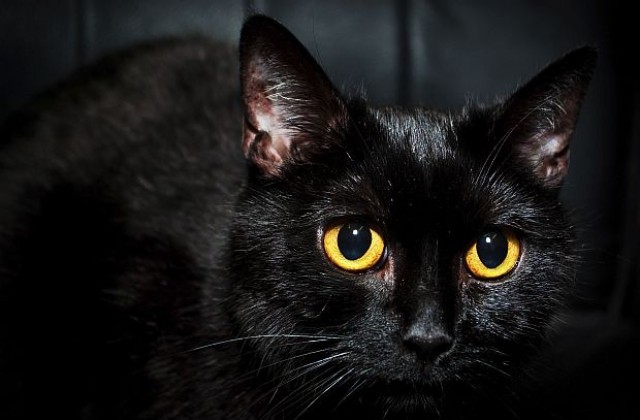 В Будапеща крият черните котки от сатанисти в навечерието на Хелоуин
