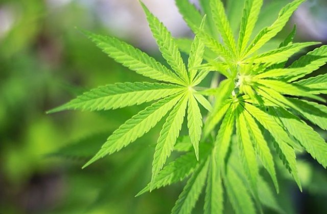 Щатът Орегон гласува за легализиране на употребата на марихуана