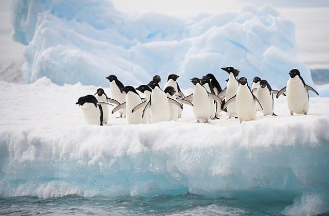 Учени внедриха робот сред пингвини