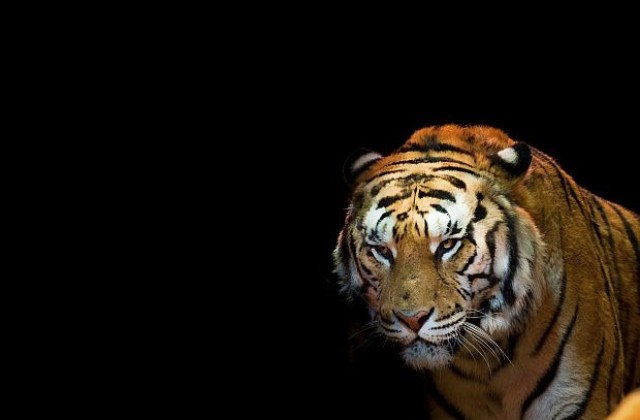 Тигър се разхожда на свобода в околностите на Париж