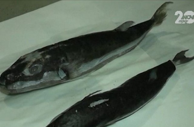 Отровна японска риба се появи в Черно море (ВИДЕО)