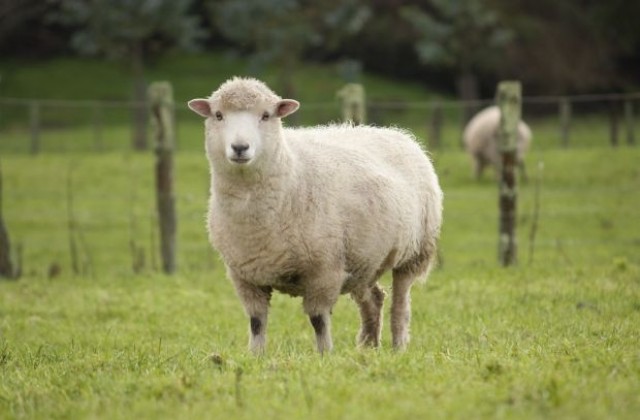 Фермер предложи брак със стадо овце