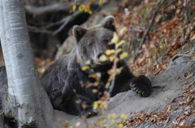 Няма да местят Парка за танцуващи мечки в Белица