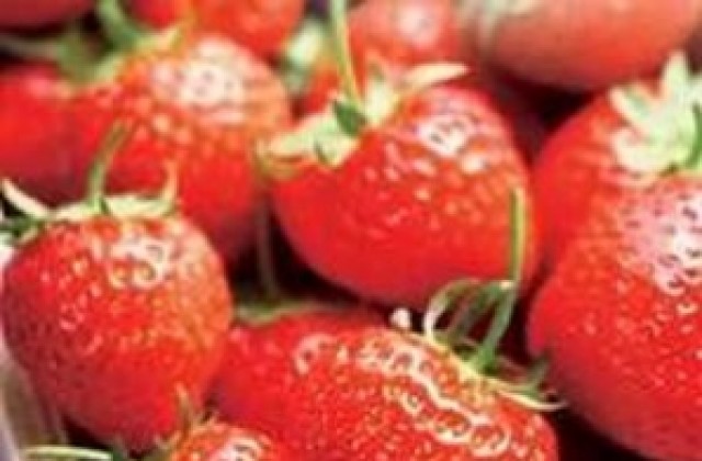 Търсят се жени за бране на ягоди в Испания