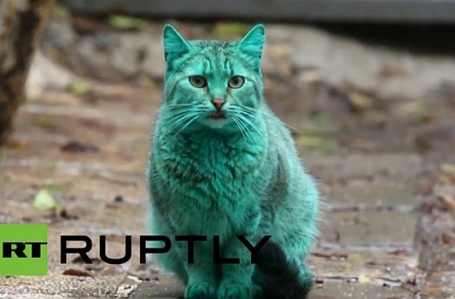 Зелено коте от Варна стана онлайн звезда (ВИДЕО)