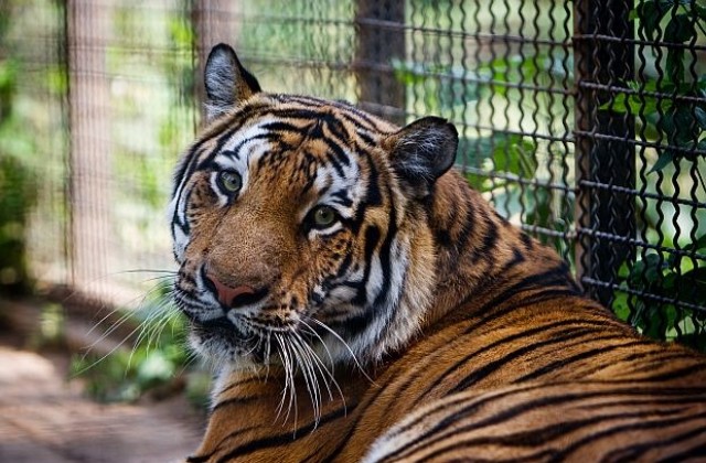 Тигър избяга от клетката си в столичния зоопарк