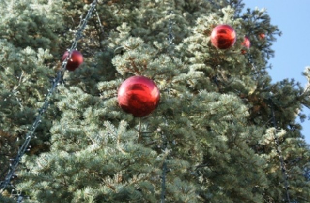 Изберете живо коледно дръвче за празниците, призоваха от Община Габрово
