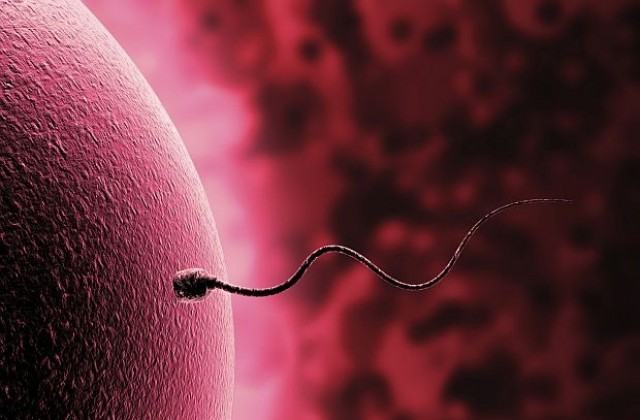 Фойерверки съпътстват срещата между яйцеклетката и сперматозоида