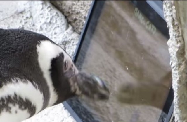 Пингвини ловят мишки на iPad (ВИДЕО)