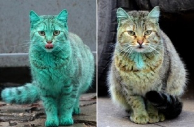 Зелената котка от Варна вече не е зелена