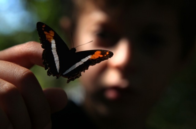 Откриха рядка пеперуда - на половина женски, на половина мъжки екземпляр