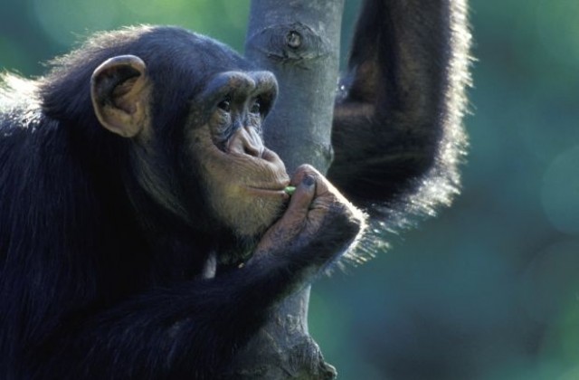 Първите примати са живели по дърветата, не на земята