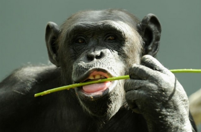 Как си казват „здравей шимпанзетата