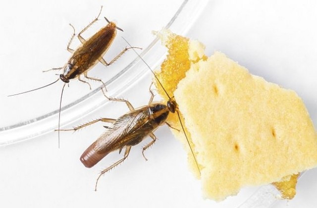 Зоопарк предлага хлебарки и скорпиони за самотници на Св. Валентин