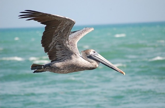 Край Бургас откриха мъртъв пеликан, заразен с птичи грип