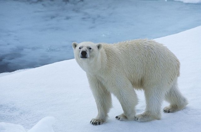 Глобалното затопляне отслабва пенисите на полярните мечки