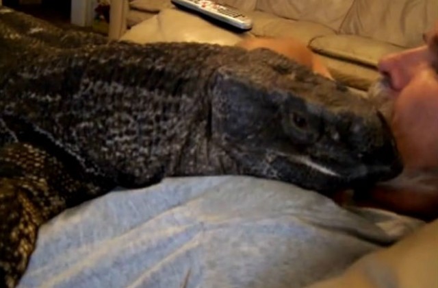 Гигантската игуана Бъди се мисли за куче, става интернет сензация (ВИДЕО)