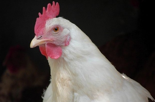 Съмнения за птичи грип по домашни кокошки в Бургаско
