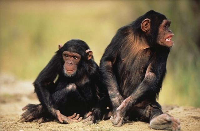 Шимпанзетата могат да променят акцента си