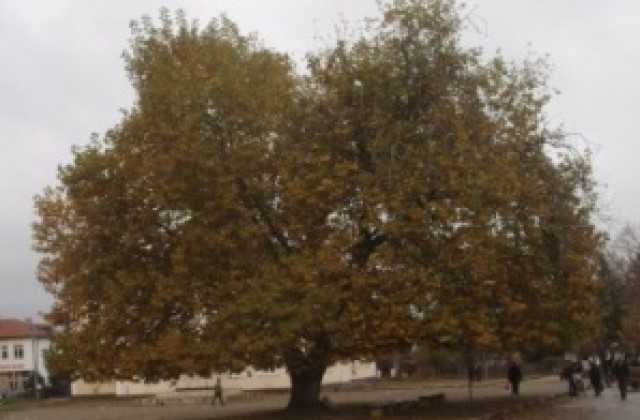 Варна подкрепя българския чинар за „Европейско дърво на годината 2015“