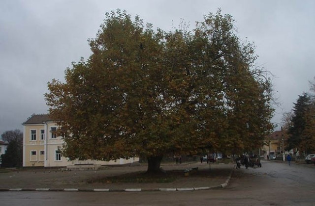 Да подкрепим българската кандидатура за  „Европейско дърво на годината 2015”