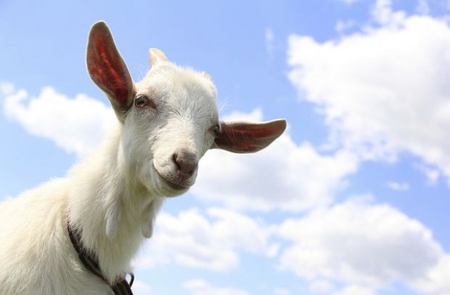 14 любопитни факта за козите