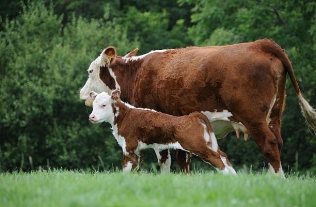 Драстично намаляват родопските крави