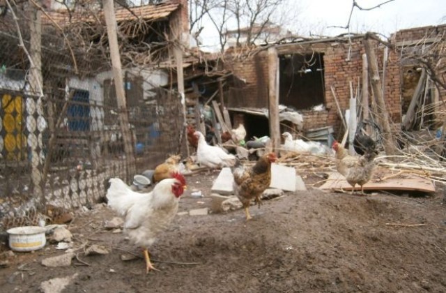Мерки срещу птичи грип в Благоевградско