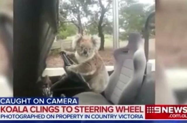 Коала се опита да подкара автомобил в Австралия