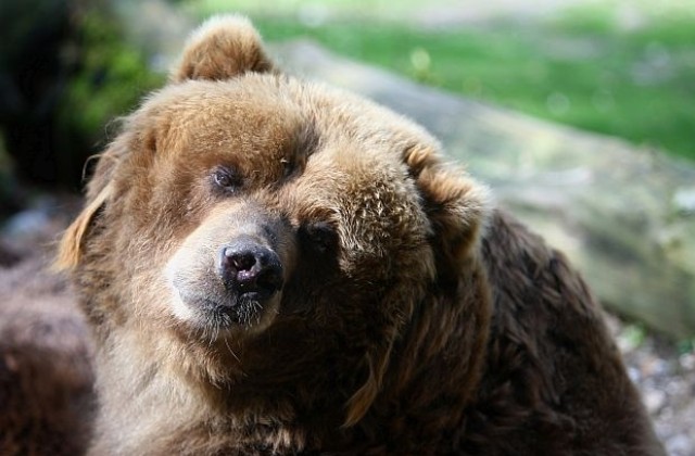 Бриджит Бардо плаща пътя на мечки алкохолици от Сочи до Трансилвания