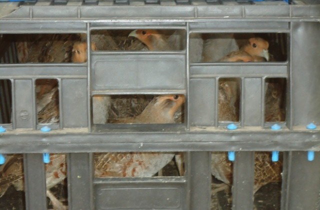 Ловци разселват яребици и фазани в Стралджанско