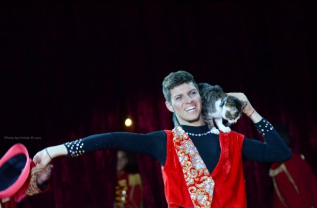 Кюстендилец пробива в цирка с дресура на улични котки
