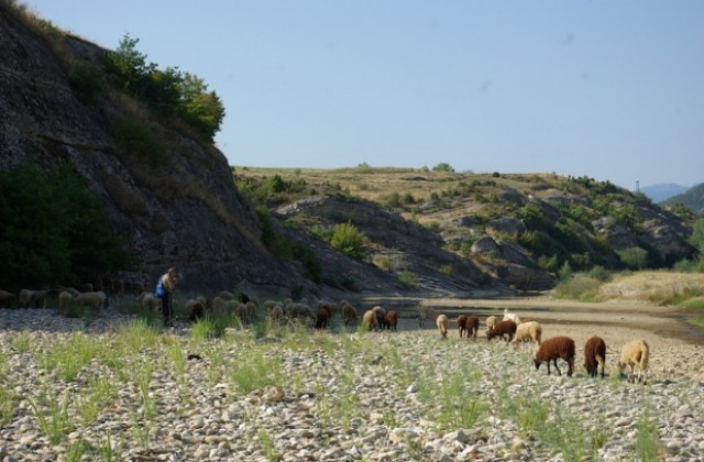 Проверяват сигнал за масово изтровени пастирски кучета в Пирин