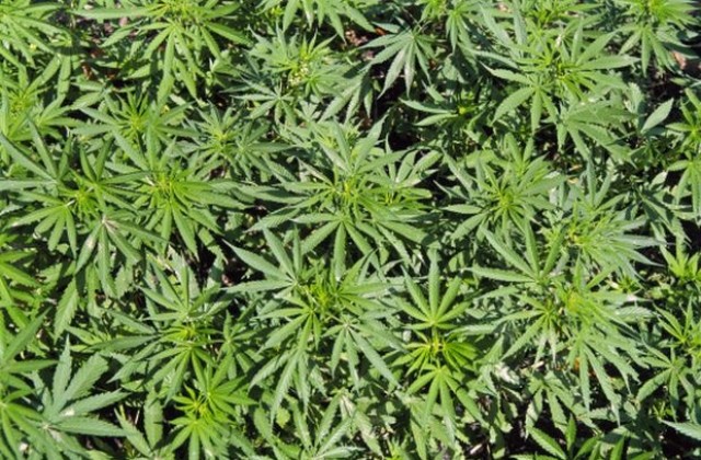 Държавата обмисля дали да разреши марихуаната с медицински цели