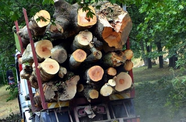 Правителството не знае колко фирми изнасят дървесина
