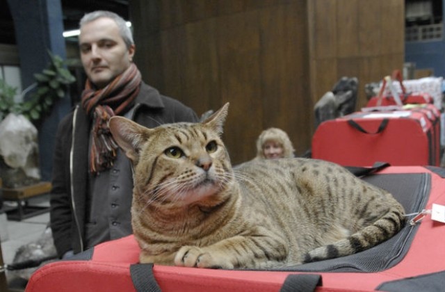 Уникални котки гостуват в София (СНИМКИ)