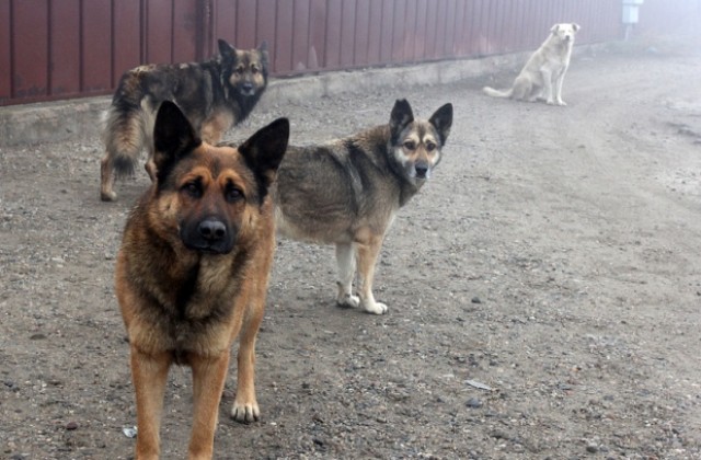 Неизвестен трови кучета в Казанлък