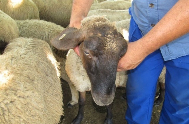 Срещу син език са ваксинирани 75% от овцете в областта