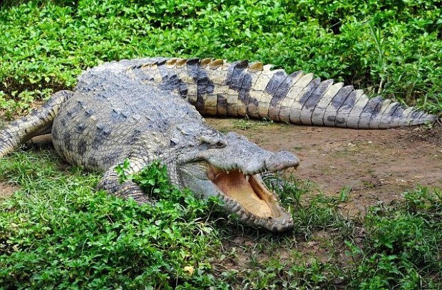 Крокодил ухапа голфър и избяга