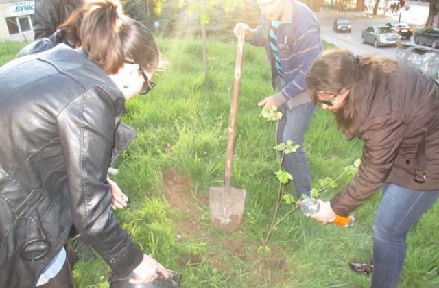 Младежи от БСП и ИЦИлияна.инфо засадиха фиданки за Деня на Земята
