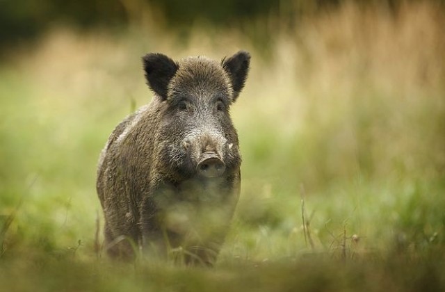 Без капани за диви свине в свободните територии