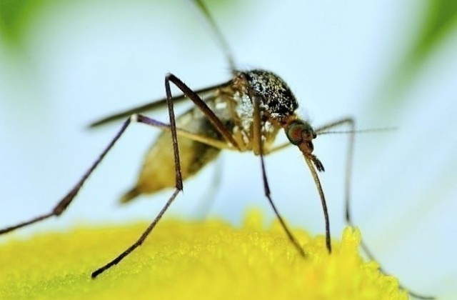 Пръскат срещу комари във Варна