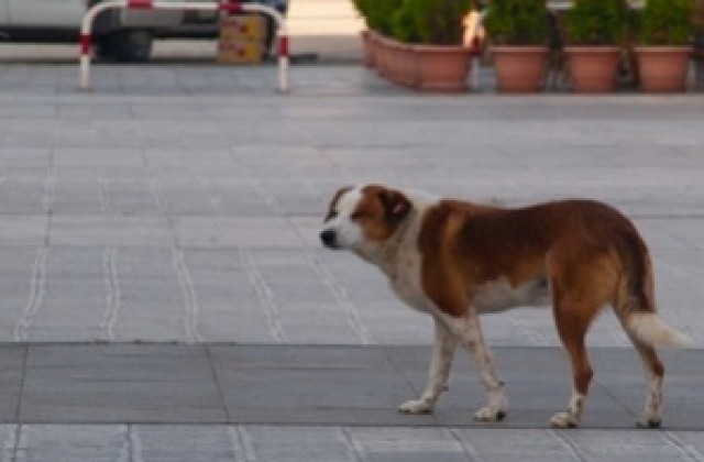Кучета нахапаха 55-годишна жена в Димитровград